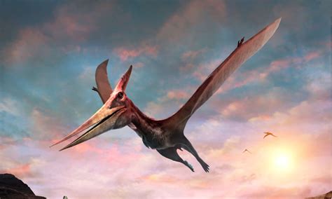 Untameable Cave. . What do pteranodons eat